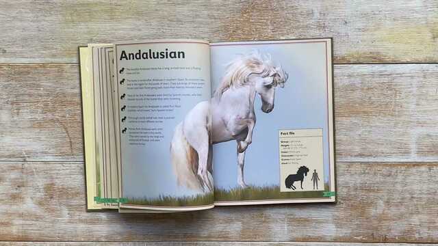 The Magnificent Book of Horses