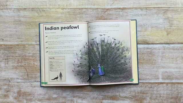 The Magnificent Book of Birds