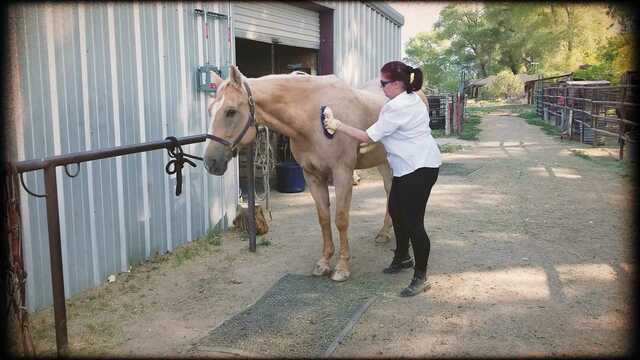DARK HORSES author Susan Mihalic Discusses Our Enduring Bond with Horses