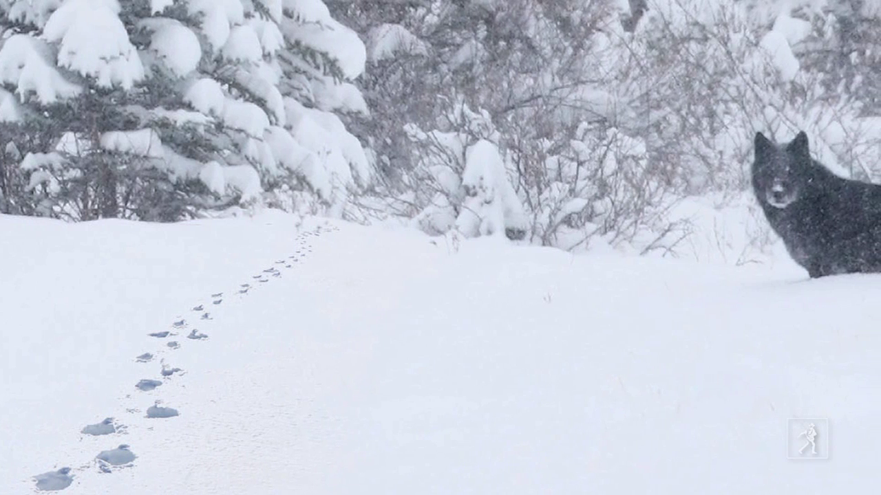 John Connolly on WOLF IN WINTER