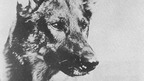 Susan Orlean in Conversation with Lee Gutkind on RIN TIN TIN: The Life and the Legend