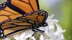 How Migration and Metamorphosis Inspire Mary Alice Monroe