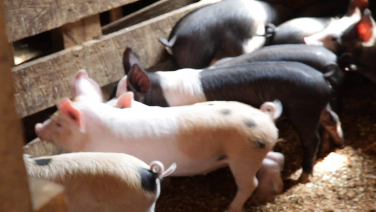 Matthew Van Fleet Official Publisher Page Simon & Schuster