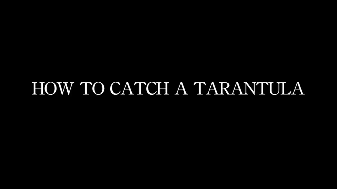 How to Catch a Tarantula