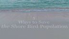 5 Ways To Save The Shore Bird Population