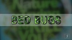 Why bed bugs are gross