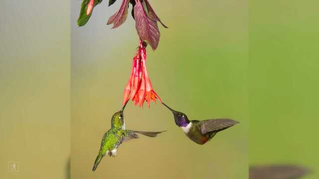 Sy Montgomery shares how she's inspired by the world's fastest and smallest bird!