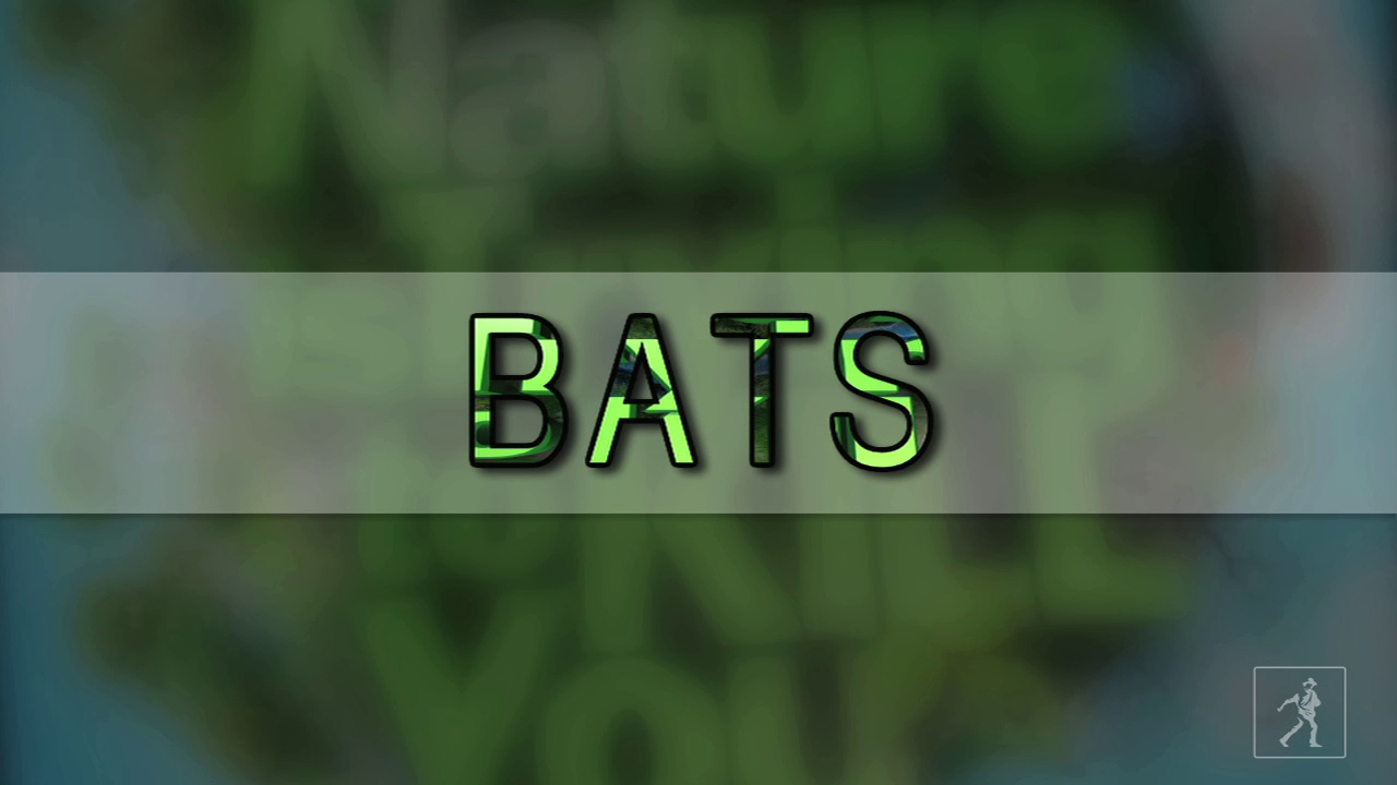 How the sac-winged bat procreates