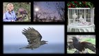 Author and naturalist Sy Montgomery on BIRDOLOGY