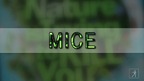 Where mice population got out of hand