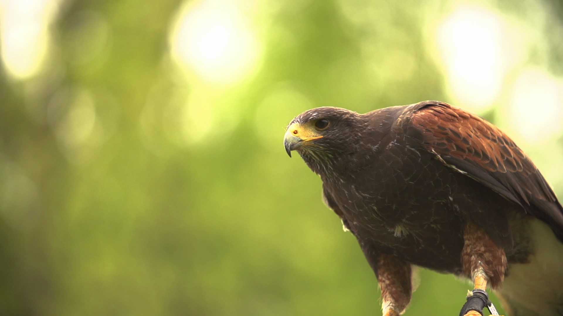 These Modern Dinosaurs Are the Subjects of The Hawk's Way
